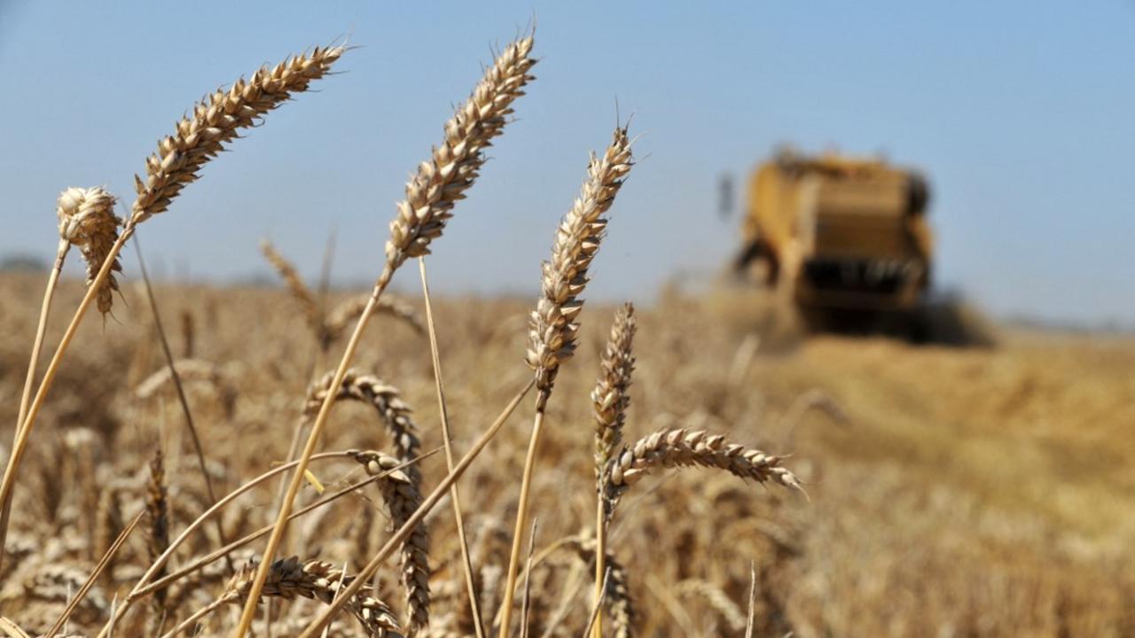 Récoltes céréalières : Une affaire de blé